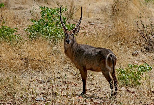 197 Ongava game reserve, little ongava, waterbok mannetje.JPG